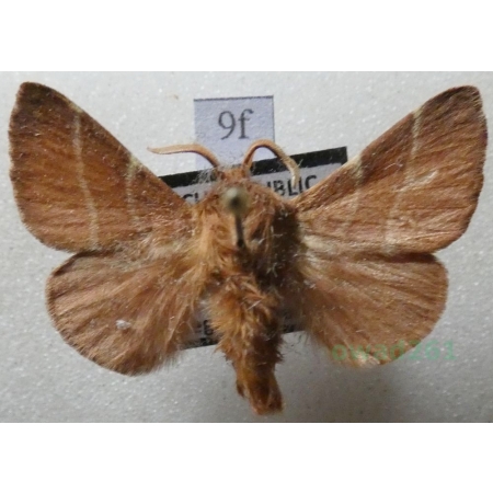 Malacosoma neustria (Linnaeus, 1758) male Barczatka pierścieniówka, Prządka pierścienica Czech9f